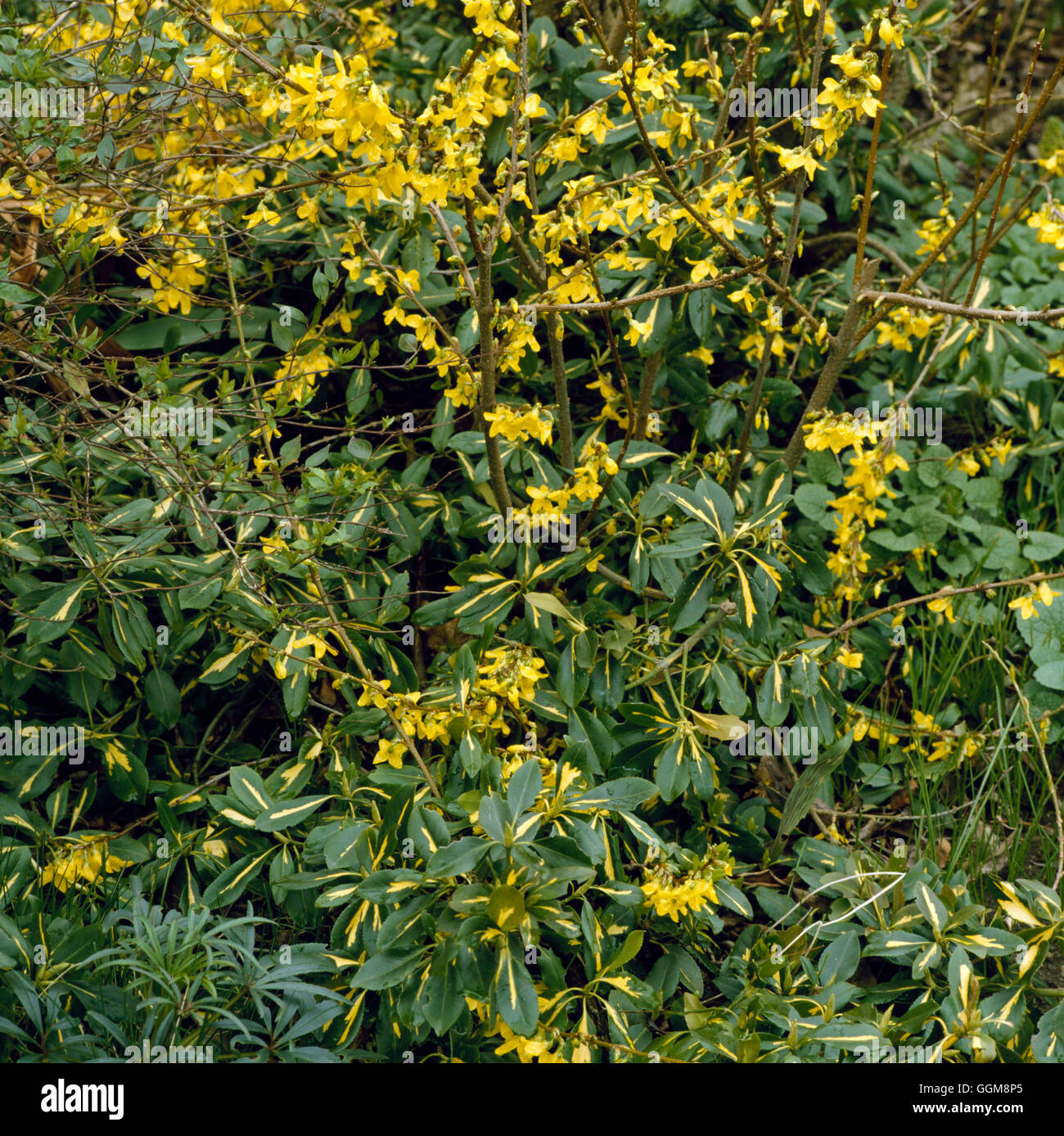 Underplanting - of Forsythia with Euonymus fortunei `Sunspot'   ULP041367 Stock Photo